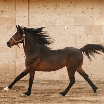 le galop