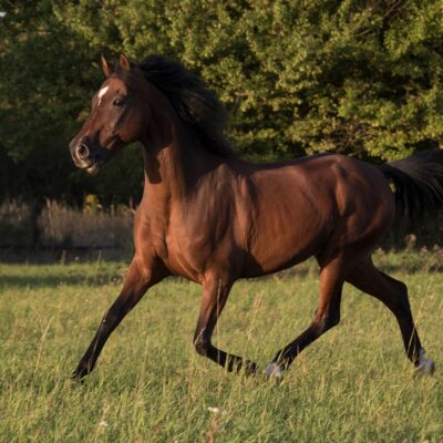 le trot
